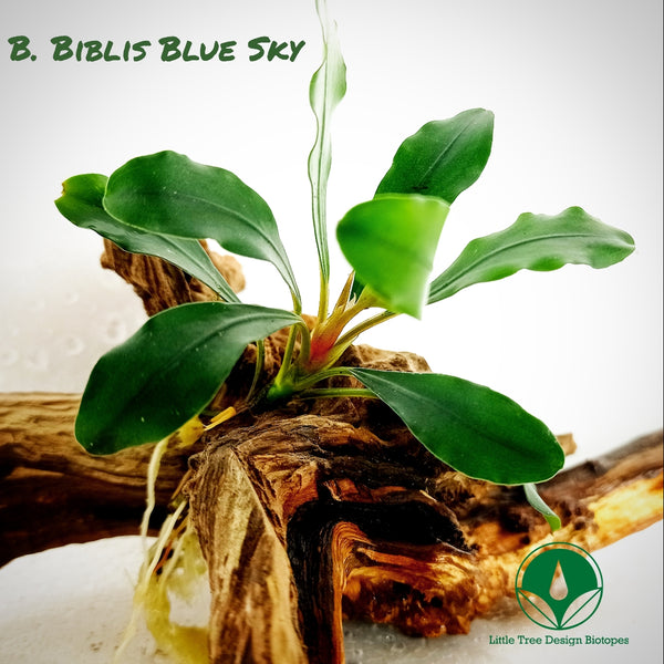 BUCEPHALANDRA BIBLIS BLUE SKY