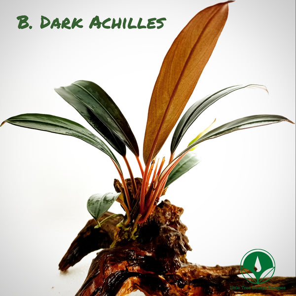 BUCEPHALANDRA DARK BLACK ACHILLES