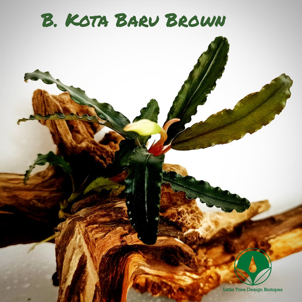 BUCEPHALANDRA KOTA BARU BROWN