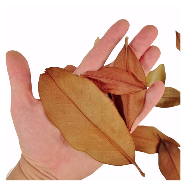 HOJAS DE MAGNOLIO