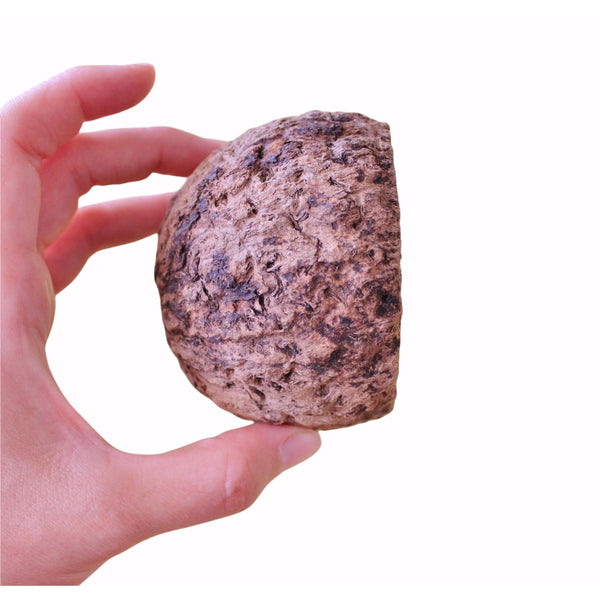 BRAZIL NUT POD