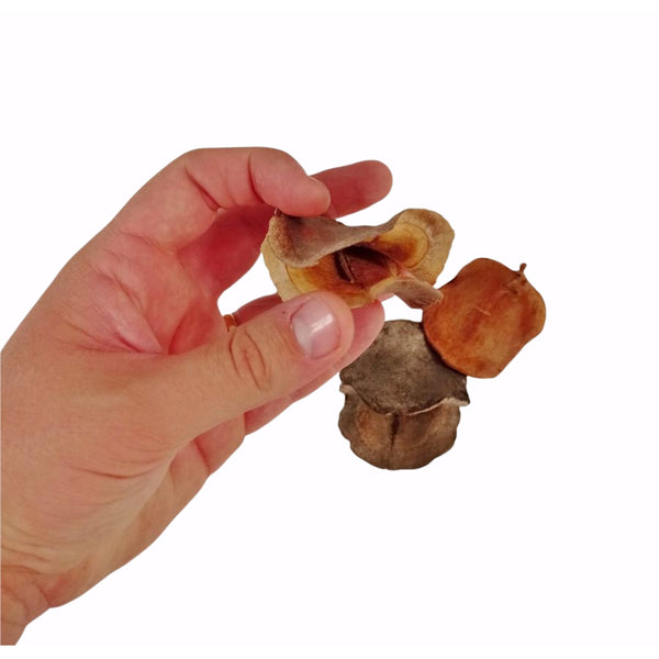 JACARANDA POD