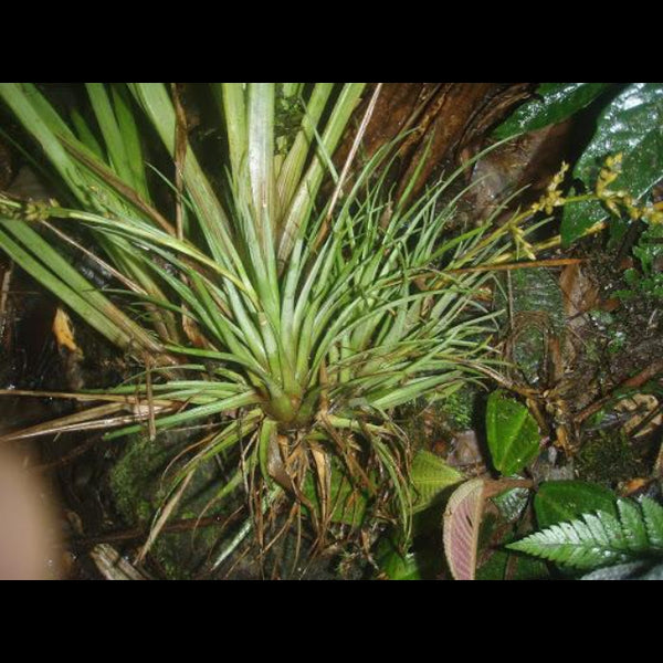 BROMELIA RACINAEA SCHUMANNIANA