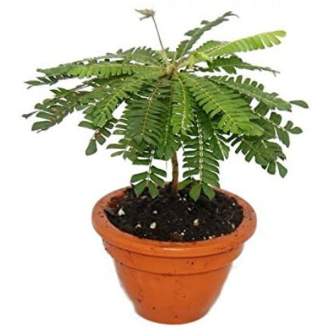 BYOPHYTUM SENSITIVUM