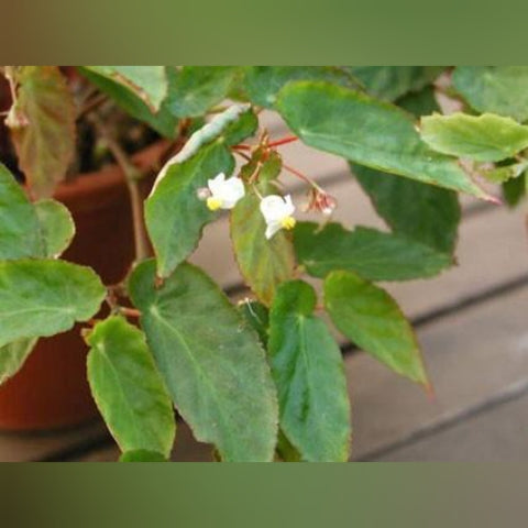 BEGONIA DIETRICHIANA