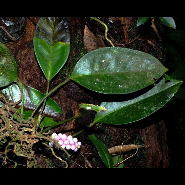 ANTHURIUM OBTUSUM
