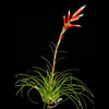 BROMELIA VRIESEA CORREIA AURAUJOI