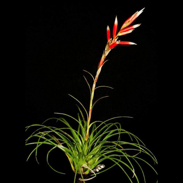 BROMELIA VRIESEA CORREIA AURAUJOI