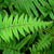 HELECHO POLYPODIUM FORMOSANUM