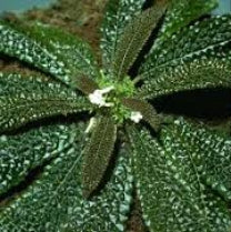 NAUTILOCALYX PEMPHIDIUS