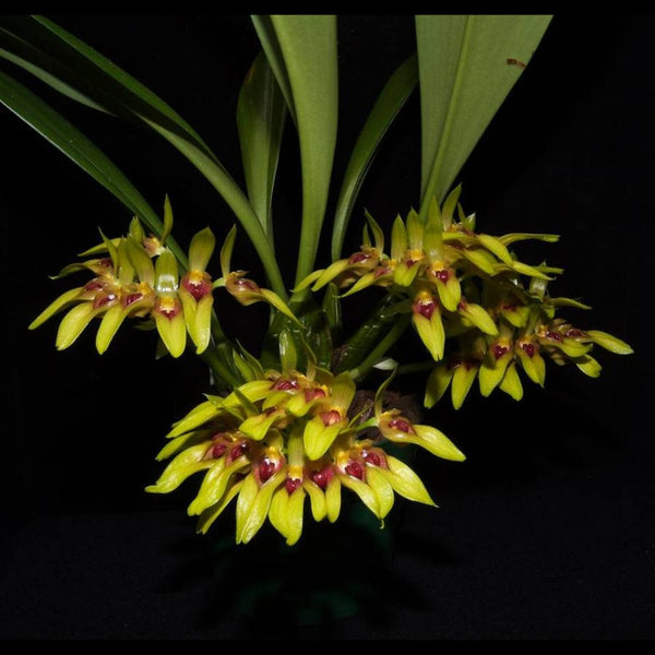 ORQUÍDEA BULLBOPHYLLUM GRAVEOLENS