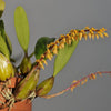 ORQUÍDEA BULBOPHYLLUM RUFINUM