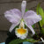 ORQUIDEA CATTLEYA SCHRODERAE