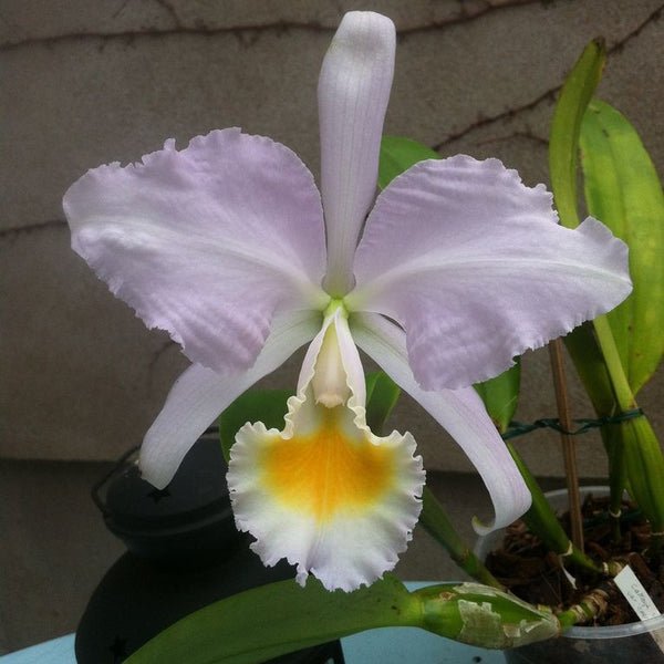 ORQUIDEA CATTLEYA SCHRODERAE