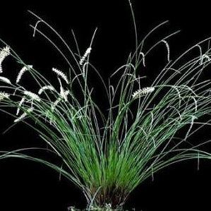 ORQUÍDEA DENDROCHILUM TENELLUM