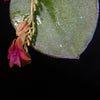 ORQUÍDEA LEPANTHES DOMINGENSIS