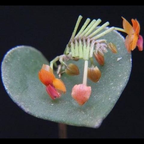 ORQUÍDEA LEPANTHES FIMBRIATA