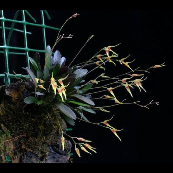 ORQUIDEA PLEUROTHALLIS PICTA