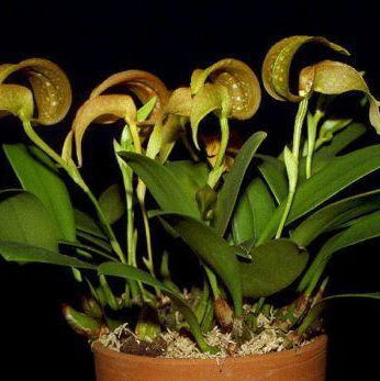 Orquidea-Bulbophyllum grandiflorum