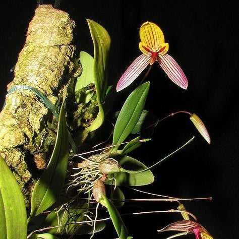 ORQUIEDEA BULBOPHYLLUM BOLSTERI