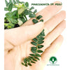 PLANTA TREPADORA MARCGRAVIA SP. PERÚ