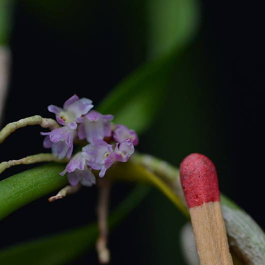 ORQUÍDEA SCAPHOSEPALUM VIOLACEA
