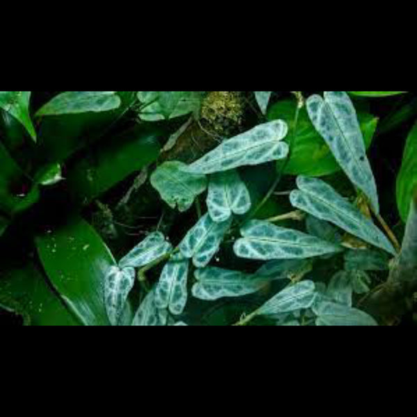 TREPADORA CISSUS AMAZONICUS