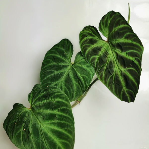 TREPADORA PHYLODENDRON VERRUCOSUM