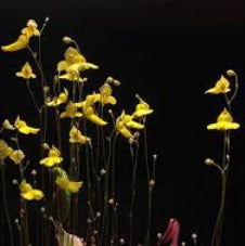 UTRICULARIA SUBULATA