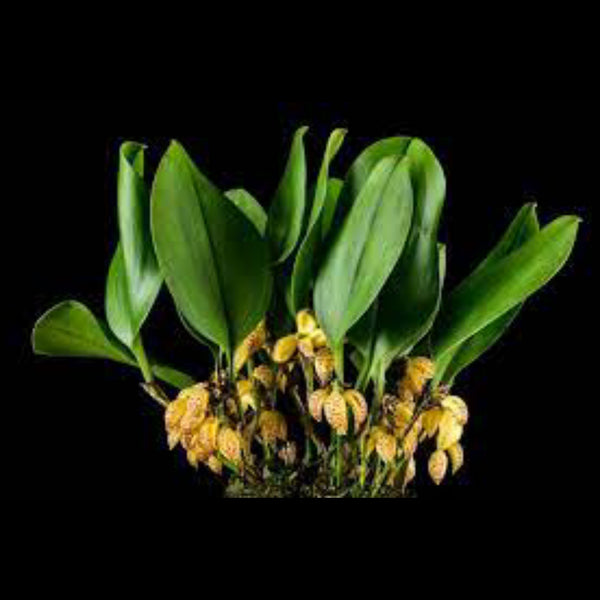 ZOOTROPHION. SP - BIG LEAF