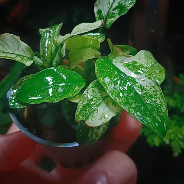 Anubias Barteri Pinto