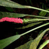 ANTHURIUM BAKERI