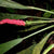ANTHURIUM BAKERI