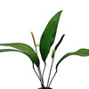 ANTHURIUM BAKERI