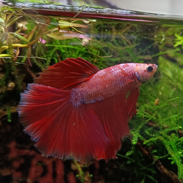 Betta Premium Halfmoon