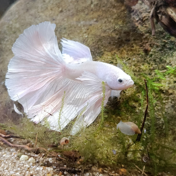 Betta Premium Halfmoon