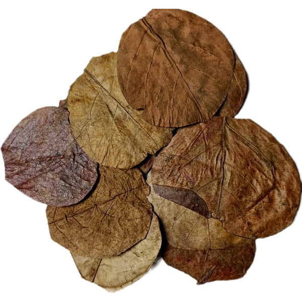 BORNEO CATAPPA LEAVES (ahora también en formato mini)