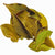 CINCHONA OFFICIONALIS