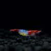 NEOCARIDINA HETEROPODA VAR. RED RILI