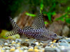Synodontis Eupterus