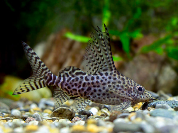 Synodontis Eupterus