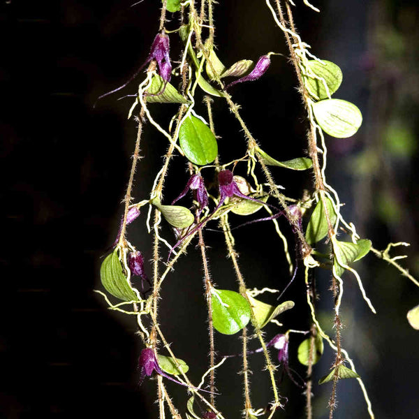 ORQUIDEA TRICHOSALPINX CHAMAELEPANTHES