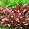 ALTERNANTHERA REINECKII MINI