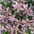 ALTERNANTHERA SESSILIS