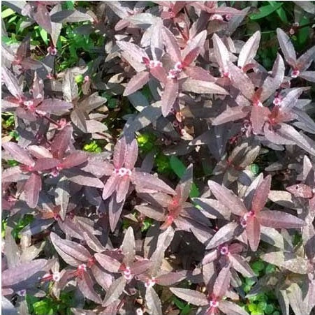 ALTERNANTHERA SESSILIS