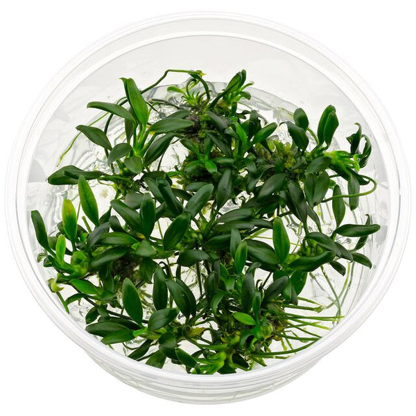 Anubias barteri Var. nana "pangolino" In Vitro