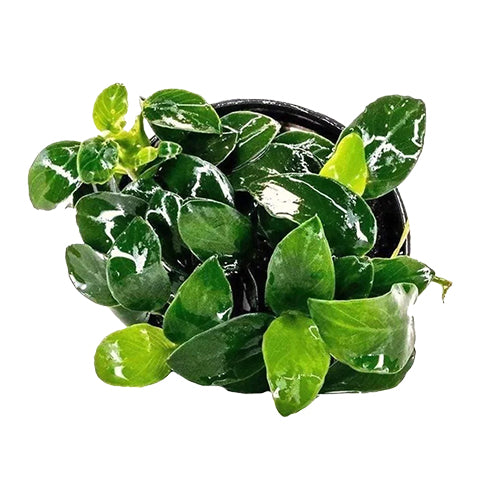 Anubias Barteri var. nana "Petite" In Vitro