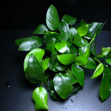 ANUBIAS NANA