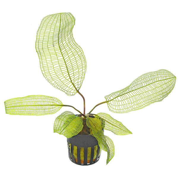 APONOGETON MADAGASCARIENSIS (BULBO)