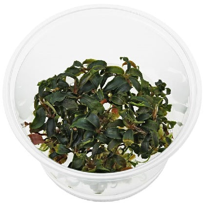 Bucephalandra "Kedagang" In vitro